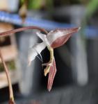 : - Gongora leucochila
