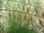 : - Loudetiopsis chrysothrix