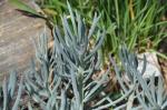 : - Kleinia aizoides