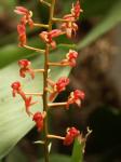 : - Liparis atrosanguinea