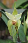 : - Sudamerlycaste cobbiana
