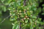Zier-Apfel - Malus sieboldii