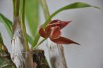 : - Mormodes variabilis