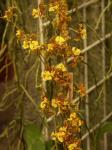 :-Oncidium sarcodes