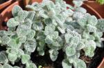 Diptam-Dost - Origanum dictamnus