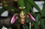 :-Paphiopedilum appletonianum