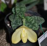 : - Paphiopedilum concolor