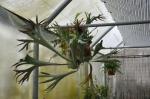 : - Platycerium alcicorne