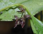 :-Pleurothallis secunda