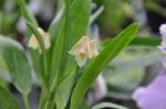 : - Polystachya galeata