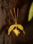 : - Psychopsis papilio