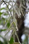 : - Rhipsalis cereuscula