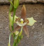 : - Rhynchostele maculata
