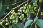 : - Stachyurus chinensis