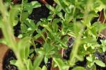 Stevia - Stevia rebaudiana