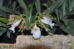 : - Trichopilia tortilis