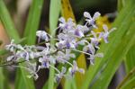 :-Vanda coerulescens