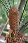 : - Zamia skinneri
