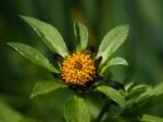 Dreiteiliger Zweizahn - Bidens tripartita