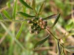 : - Cardamine pratensis subsp. paludosa