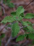 Salbeiblättrige Zistrose - Cistus salviifolius