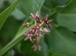 : - Vincetoxicum rossicum