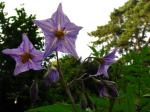 : - Solanum vernei