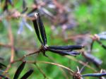 : - Bidens menziesii subsp. filiformis