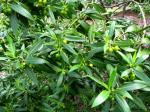 : - Bontia daphnoides