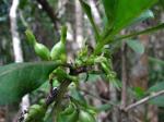 : - Coprosma rhynchocarpa