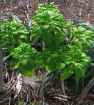 : - Delissea rhytidosperma