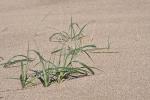 Binsen-Quecke-Elymus farctus