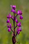 Lockerblütiges Knabenkraut - Anacamptis laxiflora