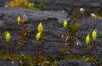 Rasen-Birnmoos - Bryum caespiticium