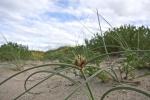 Dünen-Zypergras - Cyperus capitatus