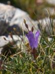 : - Edraianthus graminifolius