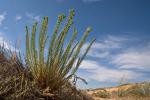Strand-Wolfsmilch - Euphorbia paralias