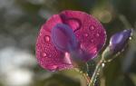 Purpur-Platterbse - Lathyrus clymenum