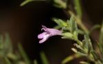 Strauch-Mikromerie - Micromeria juliana