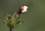 Breitblättriges Teerkraut - Parentucellia latifolia