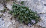 Schopfblütige Teufelskralle - Physoplexis comosa