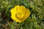 : - Ranunculus millefoliatus