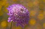 Samt-Skabiose - Scabiosa atropurpurea