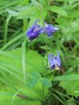 Dunkle Akelei - Aquilegia nigricans