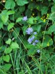 : - Campanula glomerata subsp. glomerata