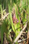Breitblättriges Knabenkraut - Dactylorhiza incarnata subsp. incarnata