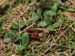 Kriechendes Netzblatt-Goodyera repens