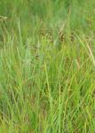 Platthalm-Binse - Juncus compressus