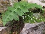 Gemeine Möhringie - Moehringia muscosa