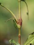 Milder Knöterich - Persicaria dubia